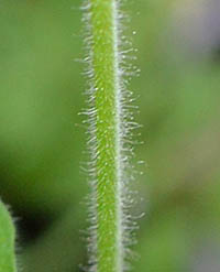 エロディウム・ペラルゴニフローラムの茎
